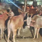 संग्रहित छायाचित्र