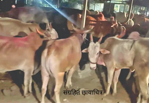 संग्रहित छायाचित्र