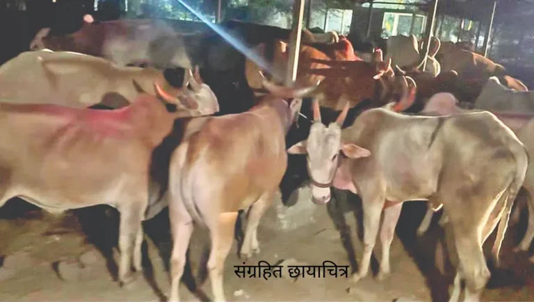 संग्रहित छायाचित्र